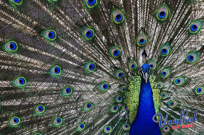 Would You Want to Fly with a Peacock
