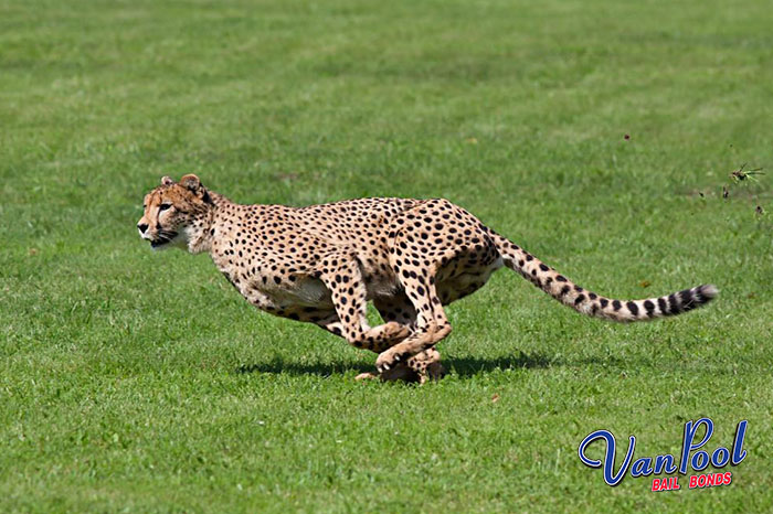 Search and Rescue for a Cheetah